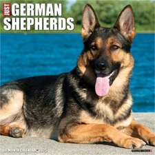 German Shepherds 2026 12 X 12 Wall Calendar (Bookbook - Detail Unspecified)