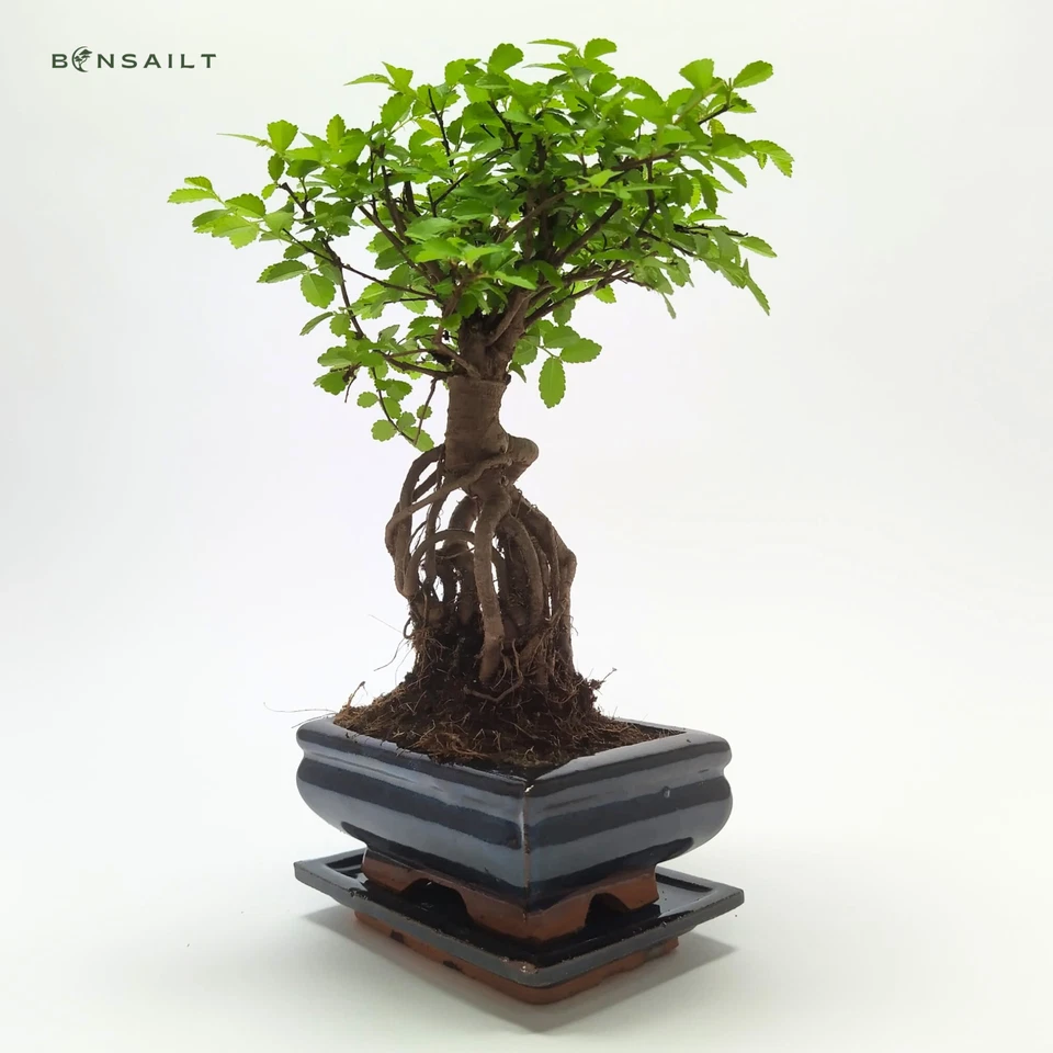 Bonsai Baum mit Keramik Blumentopf - Chinese elm - ca. 7 Jahre (15 cm Schale) - Bild 4 von 4