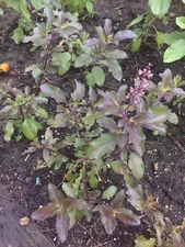 1g Red Holy Basil Seeds (2,000+seeds), กะเพราแดง