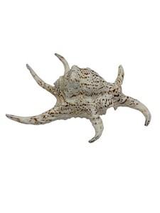 Large Spider Conch Seashell 9.5" Lambis Natural Ocean Shell Coastal Decor Spec