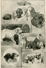 CLUMBER IRISH WATER SPANIEL SCOTTIE BULLDOG SETTER POINTER DOG OLD PRINT 1896