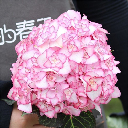 20pcs/pack Hydrangea Seeds Flowers for Planting Home Garden Decor Choose - Picture 16 of 31