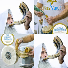 Ram Shofar Horn Kosher 14  -16" Half Polished Blowing Jewish Musical Instrument