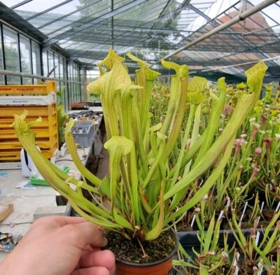 Sarracenia oreophila × S. leucophylla, fleischfressende Pflanzen,Schlauchpflanze - Bild 1 von 2