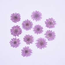 12PCS Real Pressed Dry flower, daisy flower for art, for DIY craft FCD39