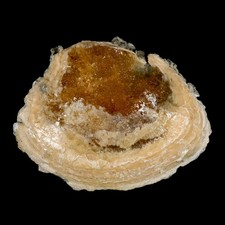 5.8" Mercenaria Permagna Clam Fossil Golden Calcite Crystal Rucks Pit Florida