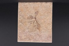 Rare Floating Fern Good Roots Fossil Lake Green River Fm. Wyoming WY COA 5481