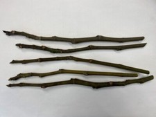 Peach Fruit tree scion wood grafting material Red Haven, Contender, apricot
