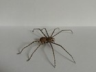 Handmade Hand-painted 4.25" Chilean Tan Tiger Spider Arachnid Insect Replica — photo 10