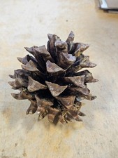 Lot Of 5 Gray Pinecones Pinus Sabiniana Digger Pine California Foothills Pine