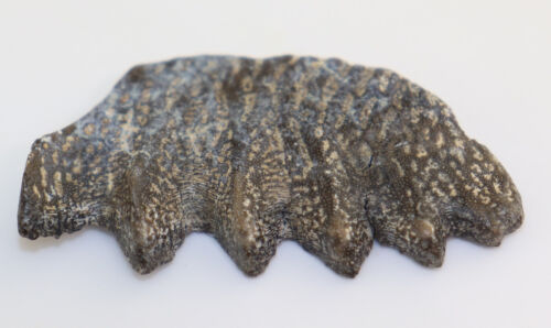 Dente di pesce polmonare, Ceratodus sp., gesso, Apt, Gaddafoua, deserto di Téneré, Niger-k202 - Foto 4 di 5