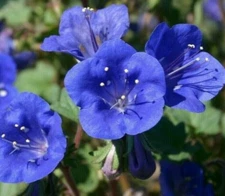 CALIFORNIA BLUEBELL FLOWER SEEDS 1000+ annual PHACELIA CAMPANULARIA Free Ship