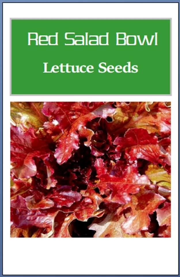 Semillas de lechuga de ensaladera roja | Semillas de lechuga de reliquia | Semillas de jardín no transgénicas Foto 2 de 2