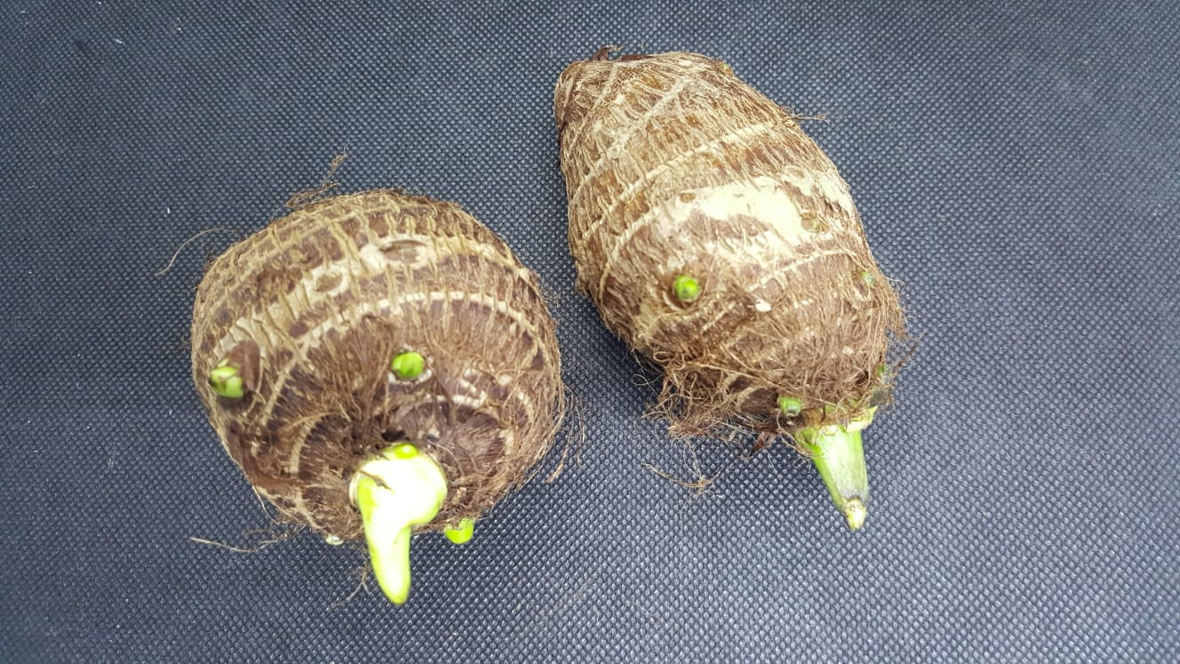 2 Stck. Taro Knollen Colocasia esculenta trop. Zier und Gemüsepflanze
