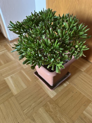 Crassula Ovata Pflanze Geldbaum Pfennigbaum Deutsche Eiche - Bild 4 von 4