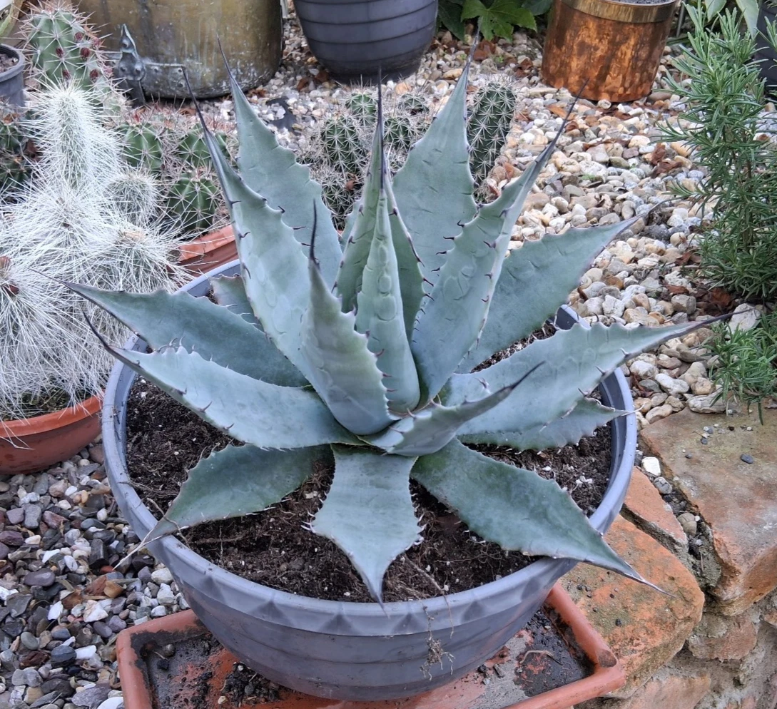 Winterharte Agave-Pflanzen online kaufen | eBay.de