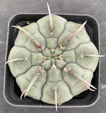 Gymnocalycium Vatteri, Single Spine Rare Cactus, approx 2”. Sent bare root.