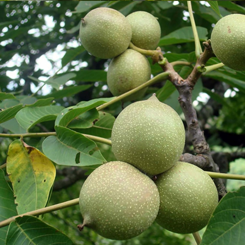 2 Stück Walnusssamen, Feuchtigkeitsbedarf, Nährstoffreiche Pflanzen, Hof, Nicht  - Bild 12 von 13