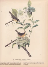 Audubon 1942 Vintage Bird 23 "Maryland Yellow Throat" Full Color Art Plate Litho