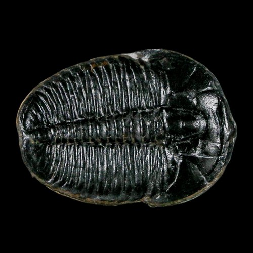 1.3" Elrathia Kingi Trilobite Fósil Utah Edad Cámbrica 521 millones de años Certificado de Autenticidad - Imagen 2 de 6