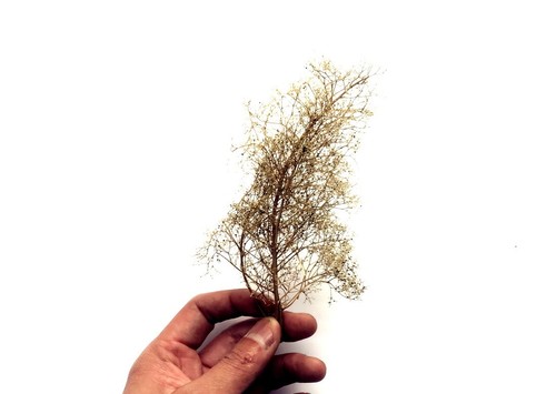 Sand Vegetation Thorns Quinoa Military Scene Materials Scene Architectural Model - Picture 2 of 6