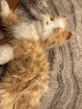 Ageless Innovation Cat Originally $150