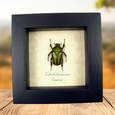 Orange African Beetle Eudicella hornimanni Female Real Framed Taxidermy Display