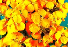 500 ERYSIMUM CHEIRI CLOTH OF GOLD SEEDS - BRIGHT YELLOW