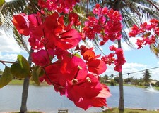 Two live Bougainvillea plants vivid San Diego Red in Pot size 4 inches 4-6 tall.