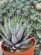 Haworthia Concolor Haworthia Planta Rara Suculenta Decoración Jardín Boutique 7-8CM