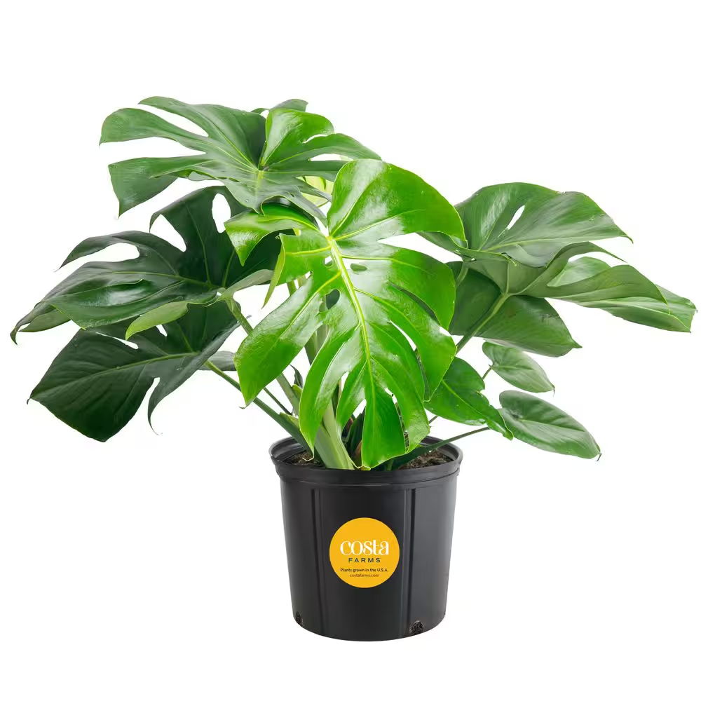 Monstera Deliciosa Indoor Plant in 10 In. Grower Planter, Avg. Shipping  Height 2 | eBay