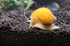 3 Golden Mystery Snails Pomacea Bridgesii Live Freshwater Snail