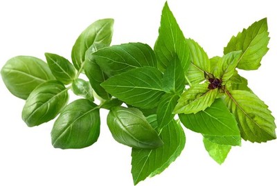 Click & Grow Nachfüllpack Basilikum-Mix   9 Stück (3x3) für Smart Garden