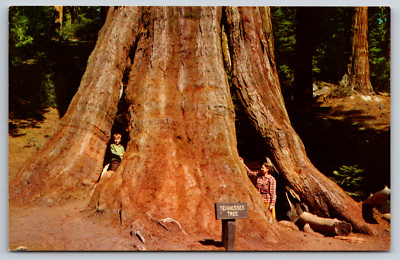 Tennessee Tree Giant Sequoia General Grant Grove CA Vtg Postcard Kings Canyon