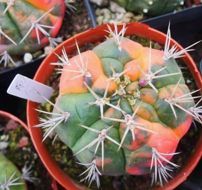 Rare Succulent Live plant Gymnocalycium eurypleurum Variegated WYSIWYG Own Root