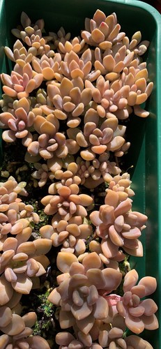 succulents 25 Cuttings + Baby Plants With Roots - Picture 3 of 12