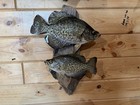 New Real Skin Pair Crappie Mount Taxidermy Wall Mount On Driftwood Art — photo 1