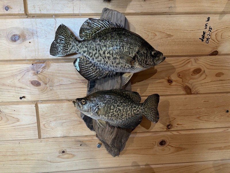 New Real Skin Pair Crappie Mount Taxidermy Wall Mount On Driftwood Art
