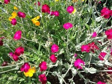 +50 GRAINES de COQUELOURDE GRENAT PLANTE VIVACE