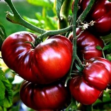Black Krim Tomato Seeds