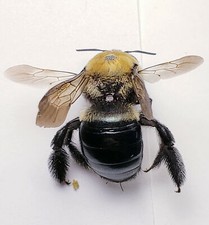 Bee Ant Wasp Specimens Insect Collection Entomology Choose Family Species