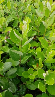 MONJARDINEXTRAORDINAIRE Feijoa sellowiana 'Apollo' / Goyave verte / Godet / Fruitier