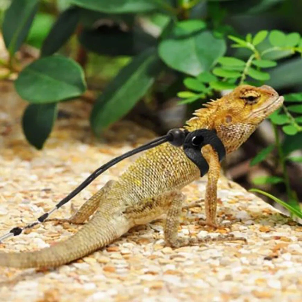 Black pet lizard 2025
