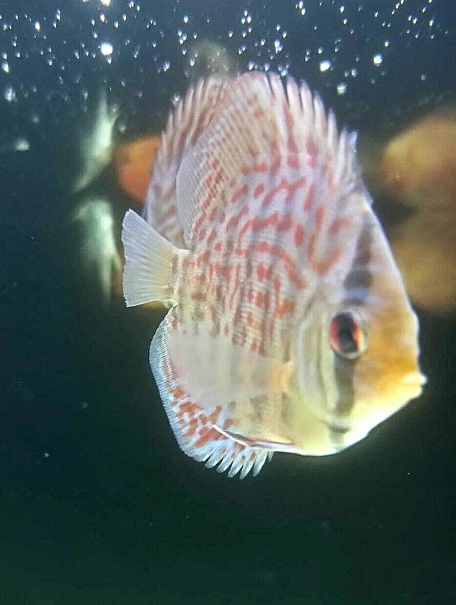 BUNDLE 6 X DISCUS discus aquarium fish live tank 【内祝い】 tropical 新作通販