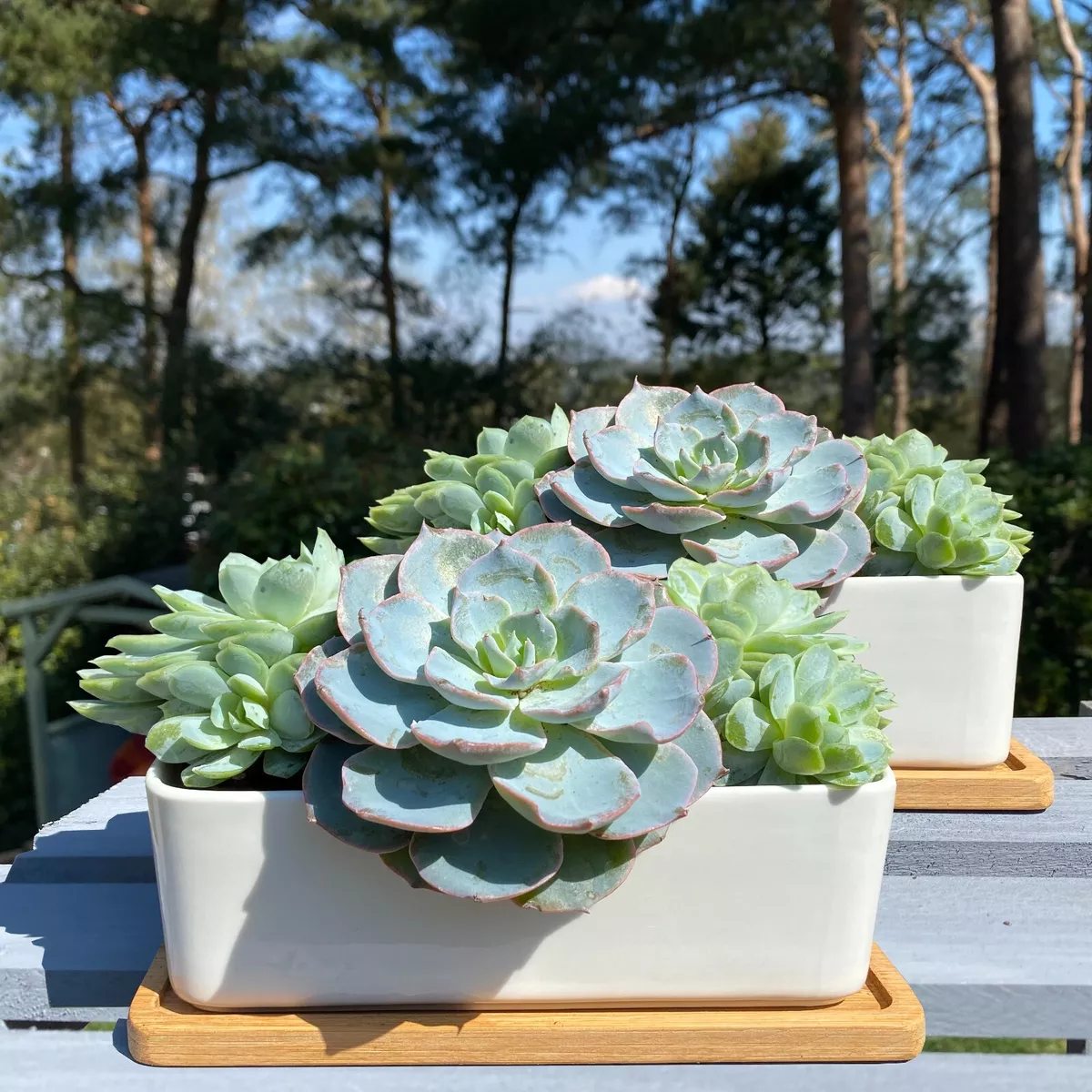 White Succulent and Cactus Ceramic Trough Plant Pot Set of 2