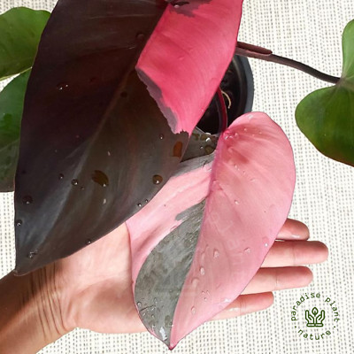 Variegated Half Moon Philodendron Pink Princess Rooted LivePlant aroid 3 Nodes