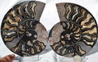 Large Black Ammonite Pair Deep Crystals 110myo Dino age Fossil 135mm 5.3" 9599ee — photo 10