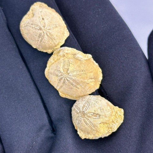 Natural Fossilized Sea Urchins Echinoid Fossils Specimens - 7 Pieces - 17g