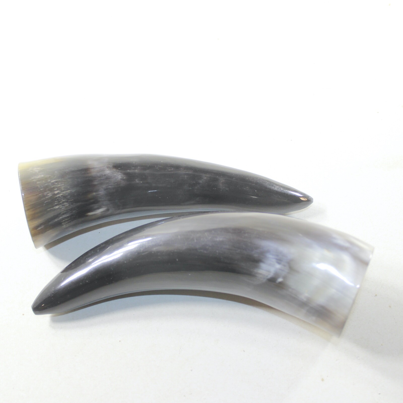 2 Polished Cow Horns #213-1 Natural colored