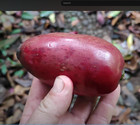 Garcinia latissima — photo 1